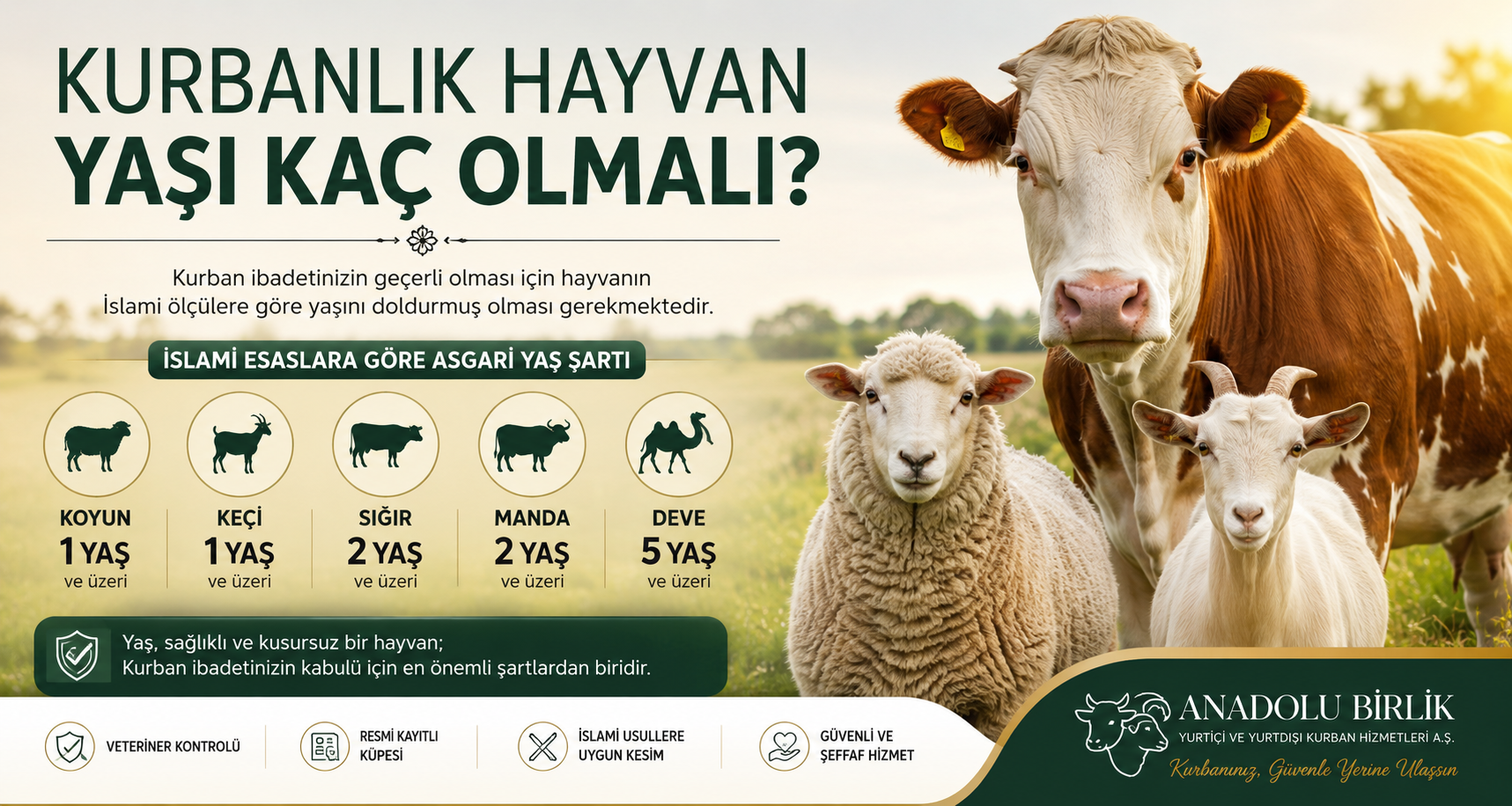 Kurbanlık Hayvan Yaşı Kaç Olmalıdır?